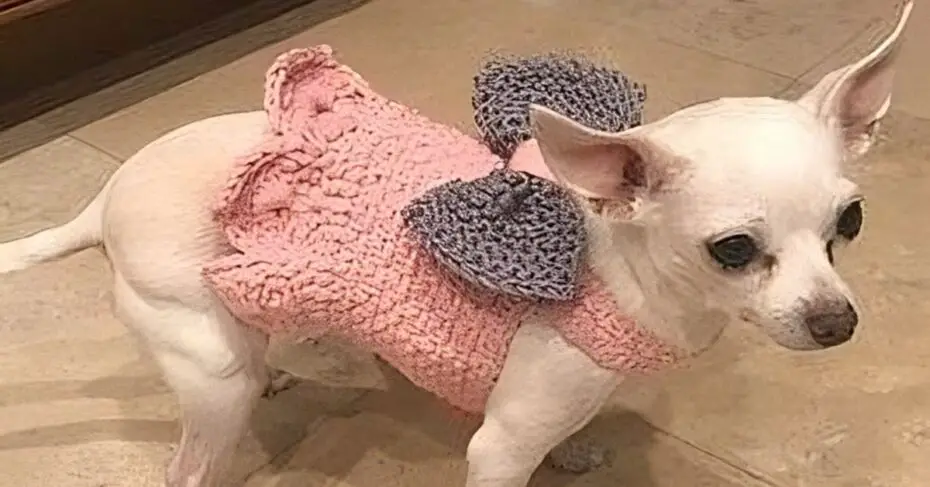 Vista Seu Pet: Roupas de Crochê para Cachorro Incríveis!